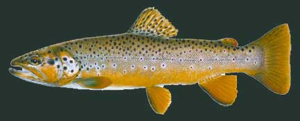 Brown Trout